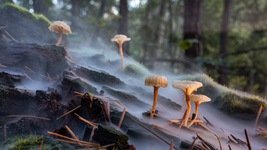 The Realms of Fungi