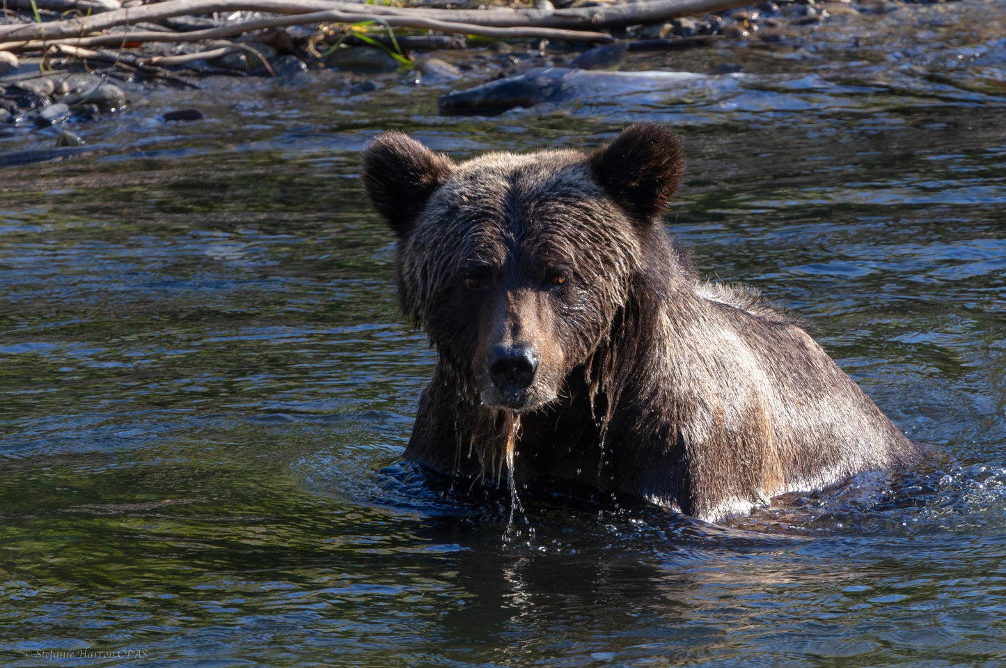 Grizzly on the river