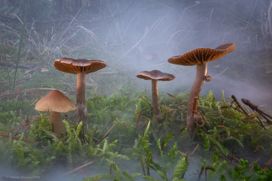 Enchanted Forest Fungi