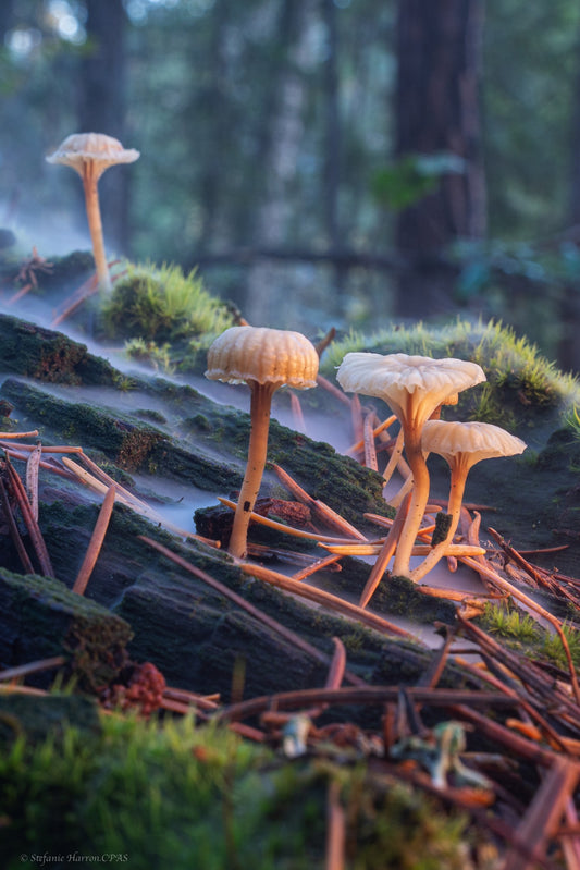 Faerie Realms of the Enchanted Forest in The West Kootenays.  (Lichenomphalia umbellifera )