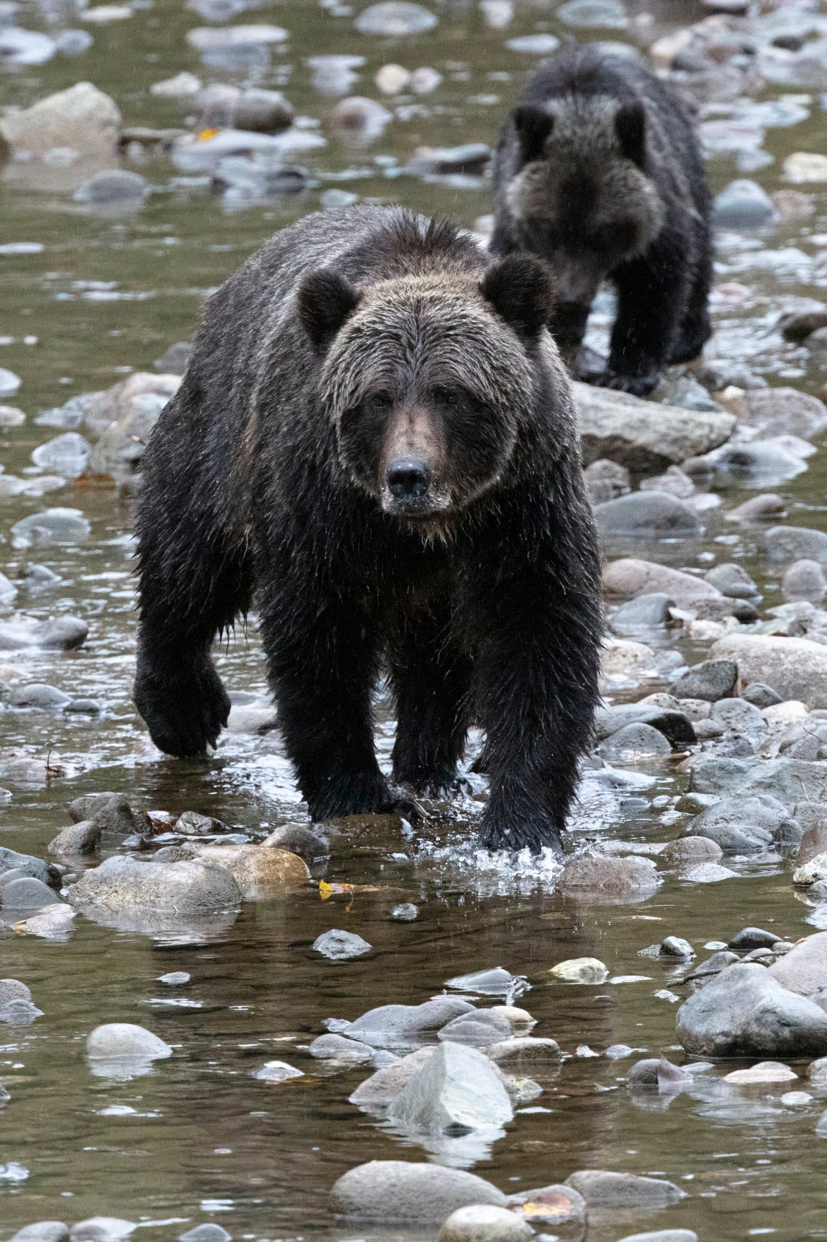 Grizzly Bear & Cub