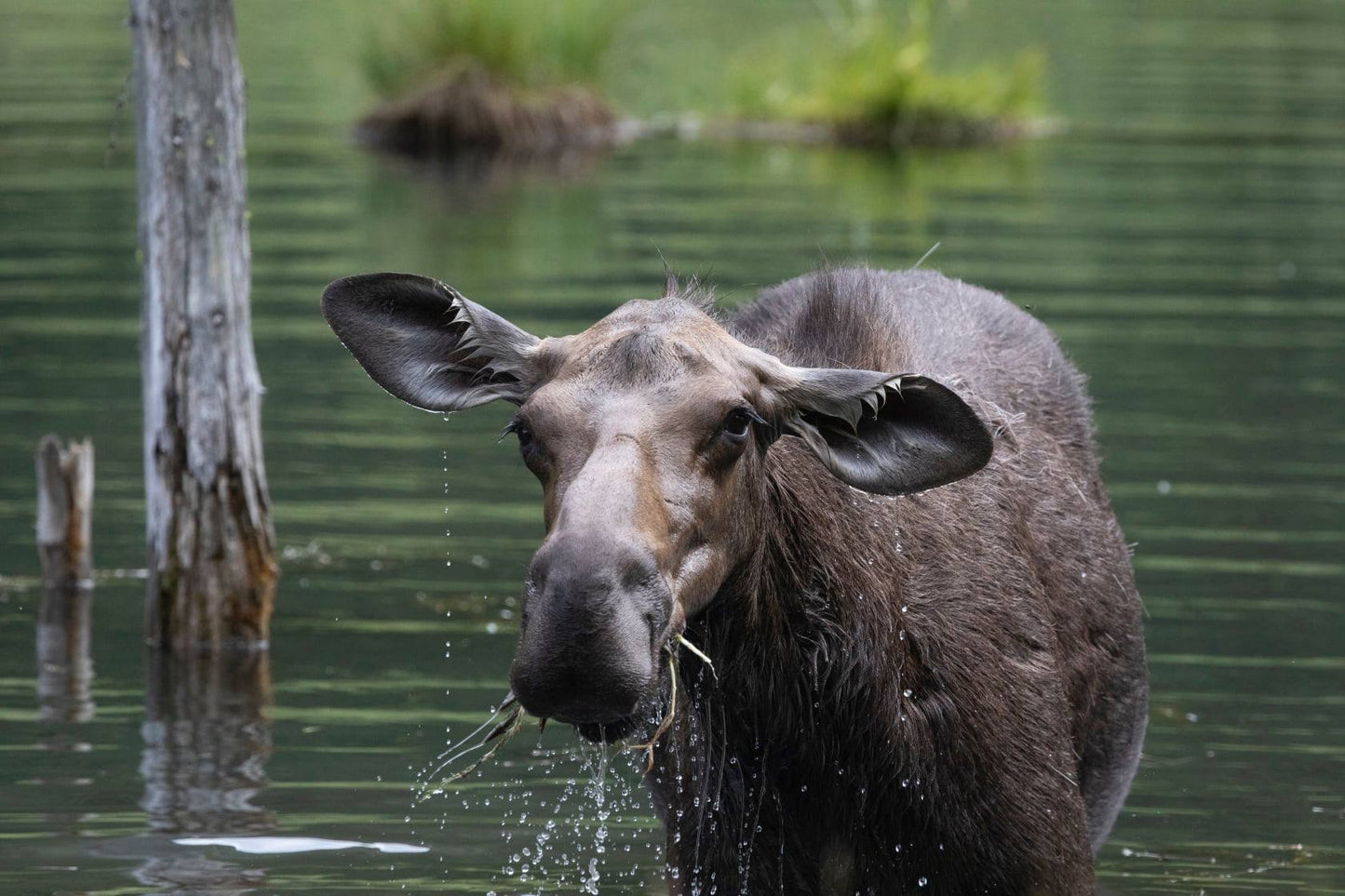 Moose eating lunch