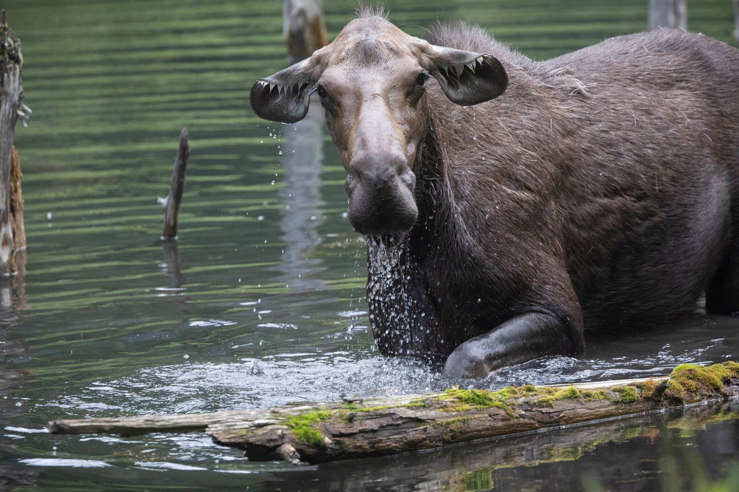 Moose in the water