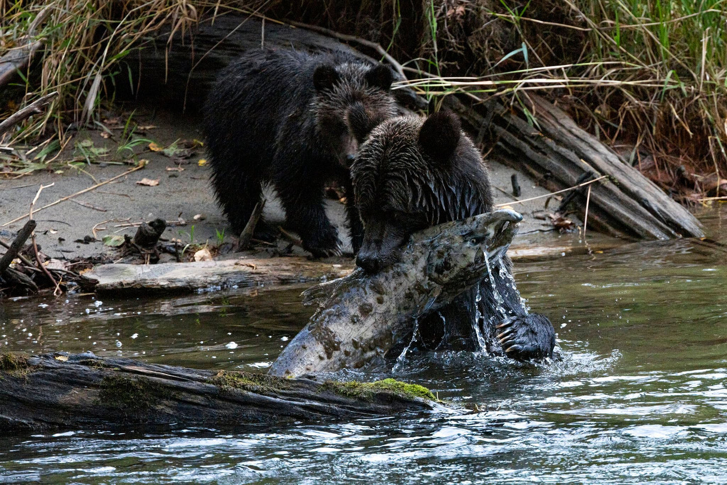 Grizzly Bear & Cub catch a fish