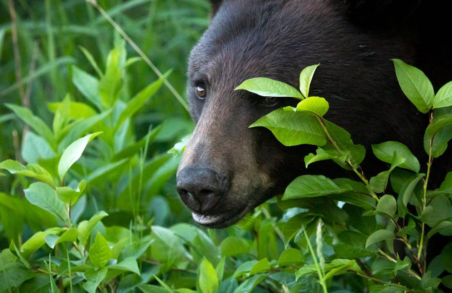 Bear in the bushes /protective mother