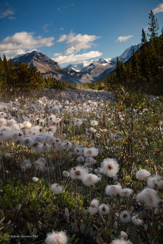 Flowers and Mountains, Jasper National Park