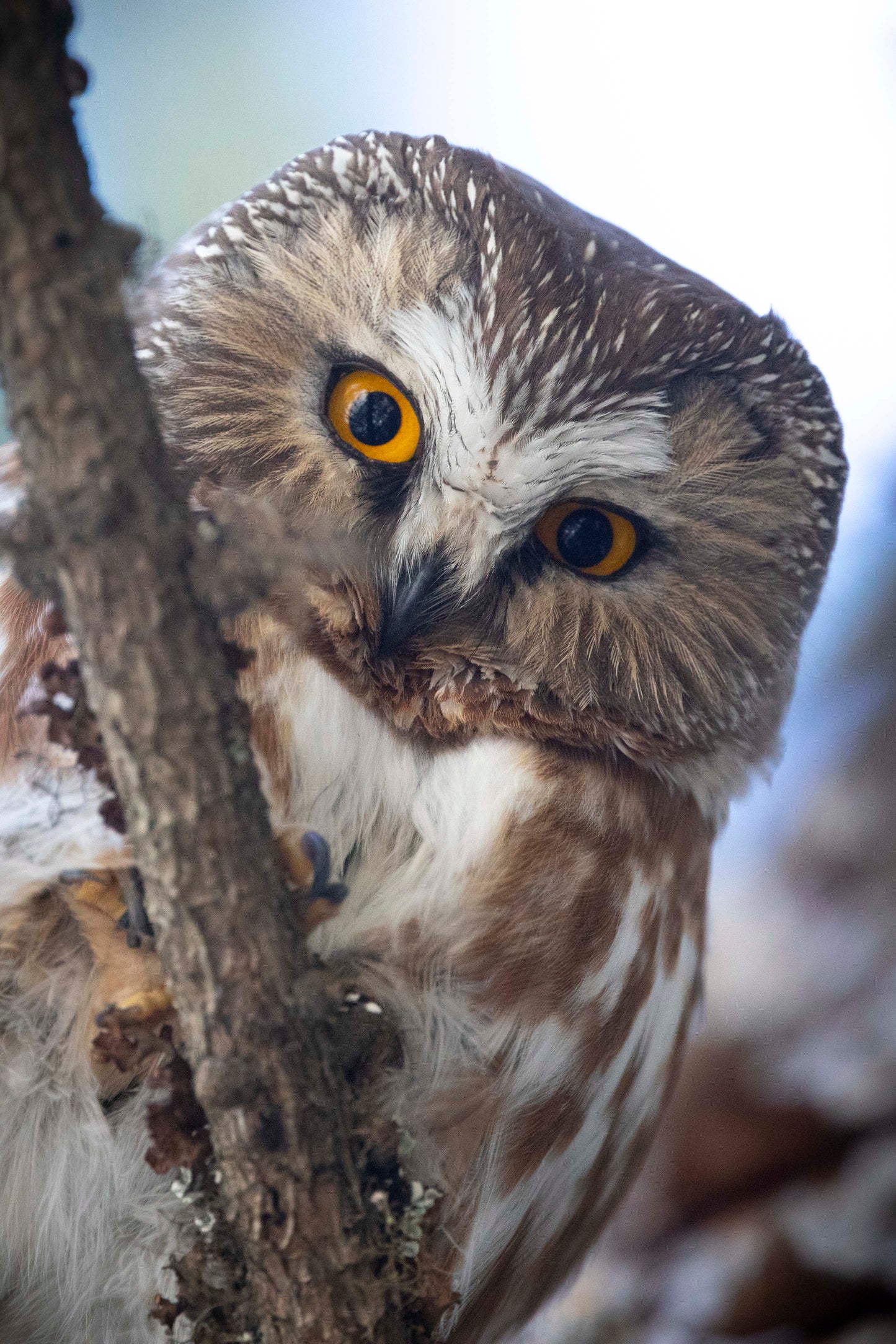 Amazing Saw-Whet Owl