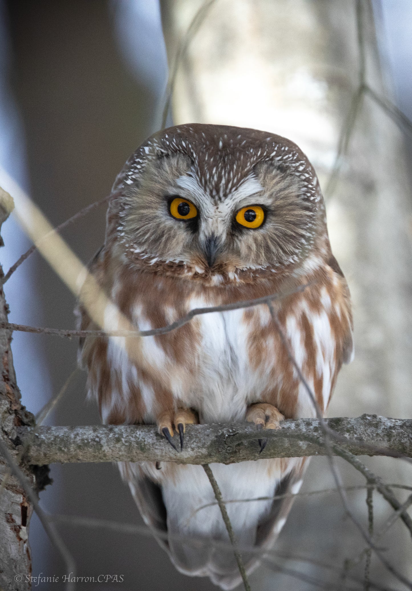 Owl Saw-Whet