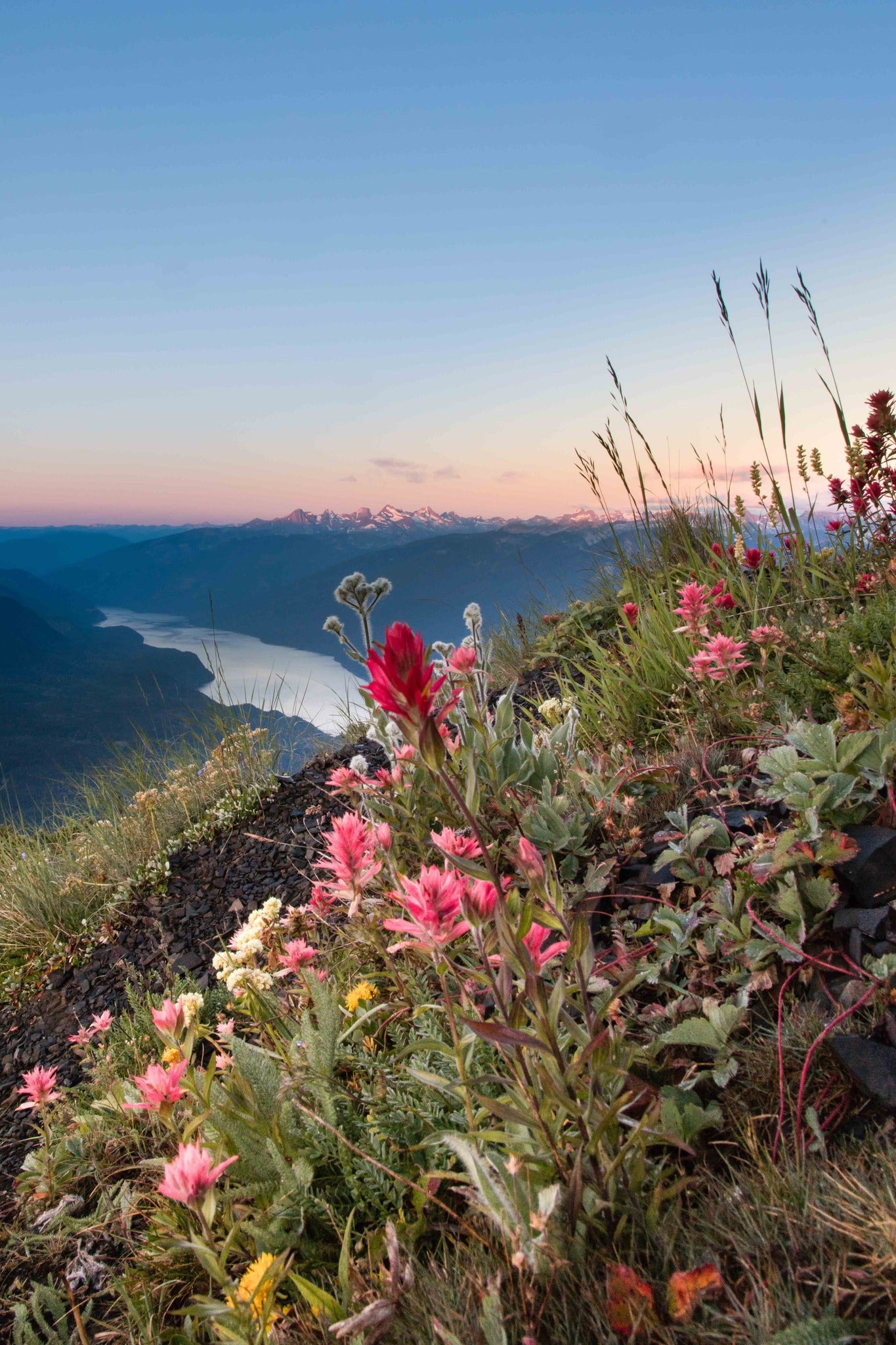 Idaho Peak Wildflowers