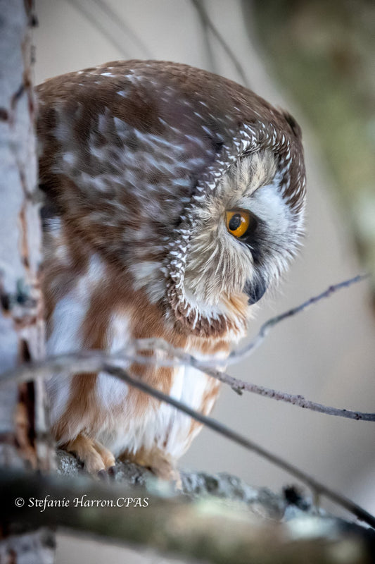 Inquisitive Owl
