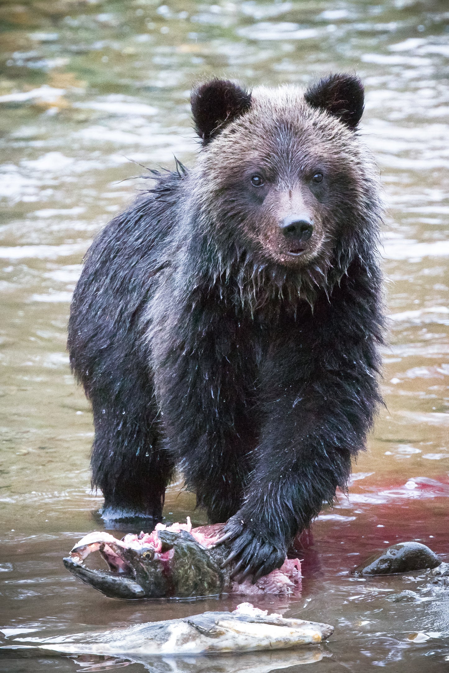 Grizzly Cub with his Fish!